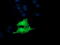 NFKB Inhibitor Interacting Ras Like 1 antibody, M11990, Boster Biological Technology, Immunofluorescence image 