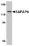 PSD-95/SAP90-binding protein 4 antibody, TA306589, Origene, Western Blot image 