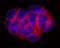 Trophoblast Glycoprotein antibody, PA5-47690, Invitrogen Antibodies, Immunocytochemistry image 