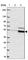 DEAD-Box Helicase 28 antibody, HPA041911, Atlas Antibodies, Western Blot image 