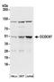 Coiled-Coil Domain Containing 97 antibody, A304-703A, Bethyl Labs, Western Blot image 