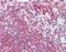 Latexin antibody, orb88920, Biorbyt, Immunohistochemistry paraffin image 