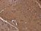 Guanidinoacetate N-Methyltransferase antibody, GTX130872, GeneTex, Immunohistochemistry paraffin image 