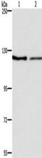 Sarcoplasmic/endoplasmic reticulum calcium ATPase 1 antibody, TA351399, Origene, Western Blot image 