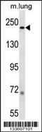 Laminin Subunit Beta 1 antibody, 57-398, ProSci, Western Blot image 