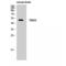 TEA Domain Transcription Factor 2 antibody, LS-C386363, Lifespan Biosciences, Western Blot image 