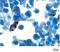 Noggin antibody, AF719, R&D Systems, Immunohistochemistry frozen image 