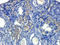 Mucin 5B, Oligomeric Mucus/Gel-Forming antibody, orb315550, Biorbyt, Immunohistochemistry paraffin image 
