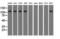 Transforming Acidic Coiled-Coil Containing Protein 3 antibody, LS-C115272, Lifespan Biosciences, Western Blot image 