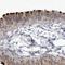 Cilia And Flagella Associated Protein 70 antibody, NBP2-32689, Novus Biologicals, Immunohistochemistry frozen image 