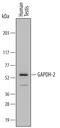 Glyceraldehyde-3-Phosphate Dehydrogenase, Spermatogenic antibody, AF6276, R&D Systems, Western Blot image 