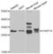 Caspase 14 antibody, abx005020, Abbexa, Western Blot image 