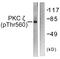 Protein Kinase C Zeta antibody, LS-C199457, Lifespan Biosciences, Western Blot image 