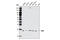 ADP Ribosylation Factor 6 antibody, 3546S, Cell Signaling Technology, Western Blot image 
