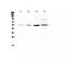 Intercellular Adhesion Molecule 2 antibody, PA5-79431, Invitrogen Antibodies, Western Blot image 