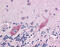 Double PHD Fingers 2 antibody, 51-502, ProSci, Immunohistochemistry frozen image 