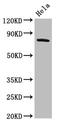 G Protein-Coupled Receptor Kinase 3 antibody, LS-C674948, Lifespan Biosciences, Western Blot image 