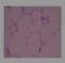 Apelin antibody, NBP2-31176, Novus Biologicals, Immunohistochemistry frozen image 