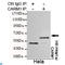 Coactivator Associated Arginine Methyltransferase 1 antibody, LS-C813100, Lifespan Biosciences, Immunoprecipitation image 