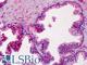 Matrix Metallopeptidase 3 antibody, LS-B4324, Lifespan Biosciences, Immunohistochemistry frozen image 