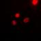 Upstream Transcription Factor 1 antibody, orb382112, Biorbyt, Immunofluorescence image 