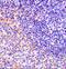 Fas Associated Factor 1 antibody, A03842, Boster Biological Technology, Immunohistochemistry frozen image 