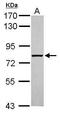 ATP Binding Cassette Subfamily F Member 3 antibody, PA5-31605, Invitrogen Antibodies, Western Blot image 