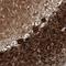 Calbindin 2 antibody, NBP1-88220, Novus Biologicals, Immunohistochemistry frozen image 