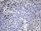 E74 Like ETS Transcription Factor 3 antibody, LS-C799674, Lifespan Biosciences, Immunohistochemistry paraffin image 