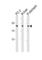 Proteasome Subunit Beta 2 antibody, abx034935, Abbexa, Western Blot image 