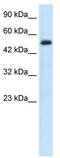 SMAD Family Member 6 antibody, TA330050, Origene, Western Blot image 