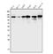 Tripartite Motif Containing 24 antibody, A03258-3, Boster Biological Technology, Western Blot image 