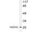 Hydroxysteroid 17-Beta Dehydrogenase 10 antibody, LS-C176576, Lifespan Biosciences, Western Blot image 