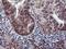 SET Domain Containing 7, Histone Lysine Methyltransferase antibody, LS-C337450, Lifespan Biosciences, Immunohistochemistry frozen image 