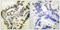 CAMP Responsive Element Binding Protein 1 antibody, LS-C198839, Lifespan Biosciences, Immunohistochemistry paraffin image 