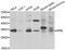 Peptidylprolyl Isomerase E antibody, abx006883, Abbexa, Western Blot image 