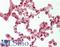 C-X-C Motif Chemokine Ligand 10 antibody, LS-B10486, Lifespan Biosciences, Immunohistochemistry paraffin image 