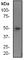 Histone Deacetylase 3 antibody, ab32369, Abcam, Western Blot image 