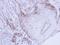 Proteasome Subunit Beta 8 antibody, LS-C186312, Lifespan Biosciences, Immunohistochemistry frozen image 