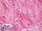 Cyclin Dependent Kinase 5 antibody, LS-B7005, Lifespan Biosciences, Immunohistochemistry frozen image 