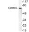 EOMES antibody, LS-C199846, Lifespan Biosciences, Western Blot image 