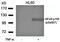 Myocyte Enhancer Factor 2A antibody, orb14978, Biorbyt, Western Blot image 