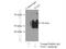 Paired Box 3 antibody, 21386-1-AP, Proteintech Group, Immunoprecipitation image 