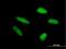 Tripartite Motif Containing 46 antibody, H00080128-B01P, Novus Biologicals, Immunocytochemistry image 