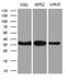 THO Complex 3 antibody, LS-C794874, Lifespan Biosciences, Western Blot image 