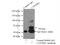 Cytochrome P450 Family 26 Subfamily B Member 1 antibody, 21555-1-AP, Proteintech Group, Immunoprecipitation image 