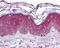 Rho Guanine Nucleotide Exchange Factor 11 antibody, 48-940, ProSci, Immunohistochemistry paraffin image 