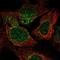 Trafficking Protein Particle Complex 2 antibody, NBP2-56481, Novus Biologicals, Immunofluorescence image 
