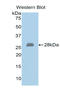 Exostosin Glycosyltransferase 1 antibody, LS-C298501, Lifespan Biosciences, Western Blot image 