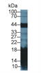 Lithostathine-1-alpha antibody, MBS2027289, MyBioSource, Western Blot image 